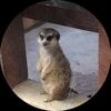 stevedb11855